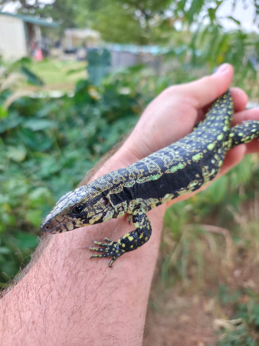Male Blue Tegu- Legacy  X Stormy