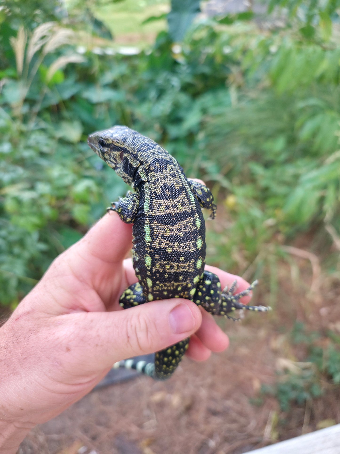 Male Blue Tegu- Legacy X Stormy