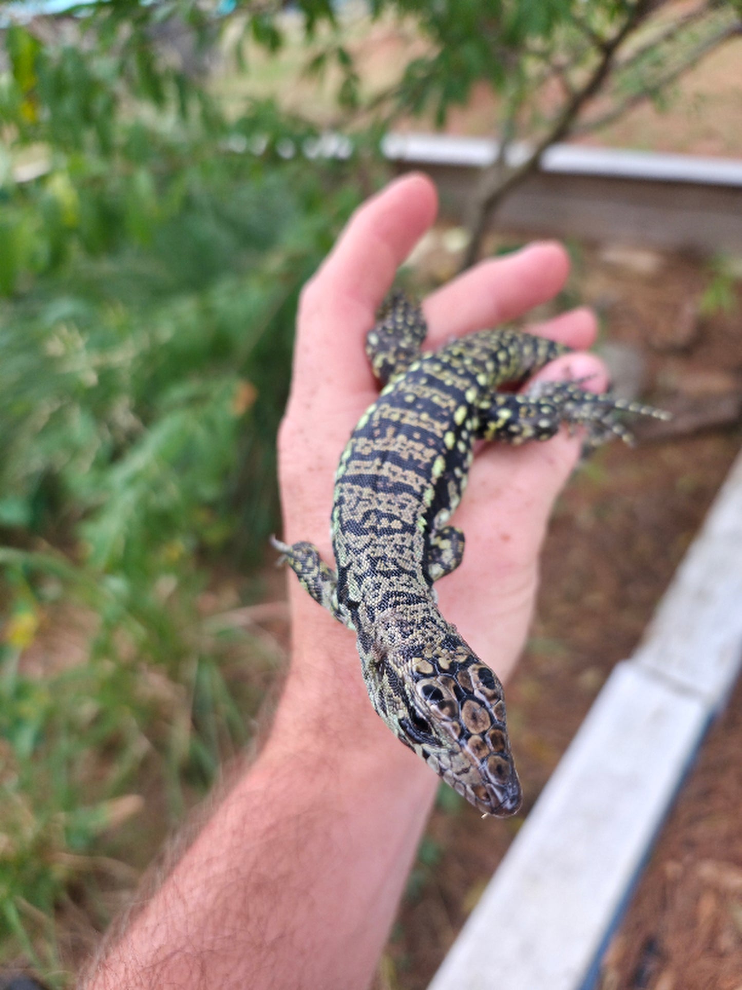 Female Blue Tegu- Legacy X Stormy