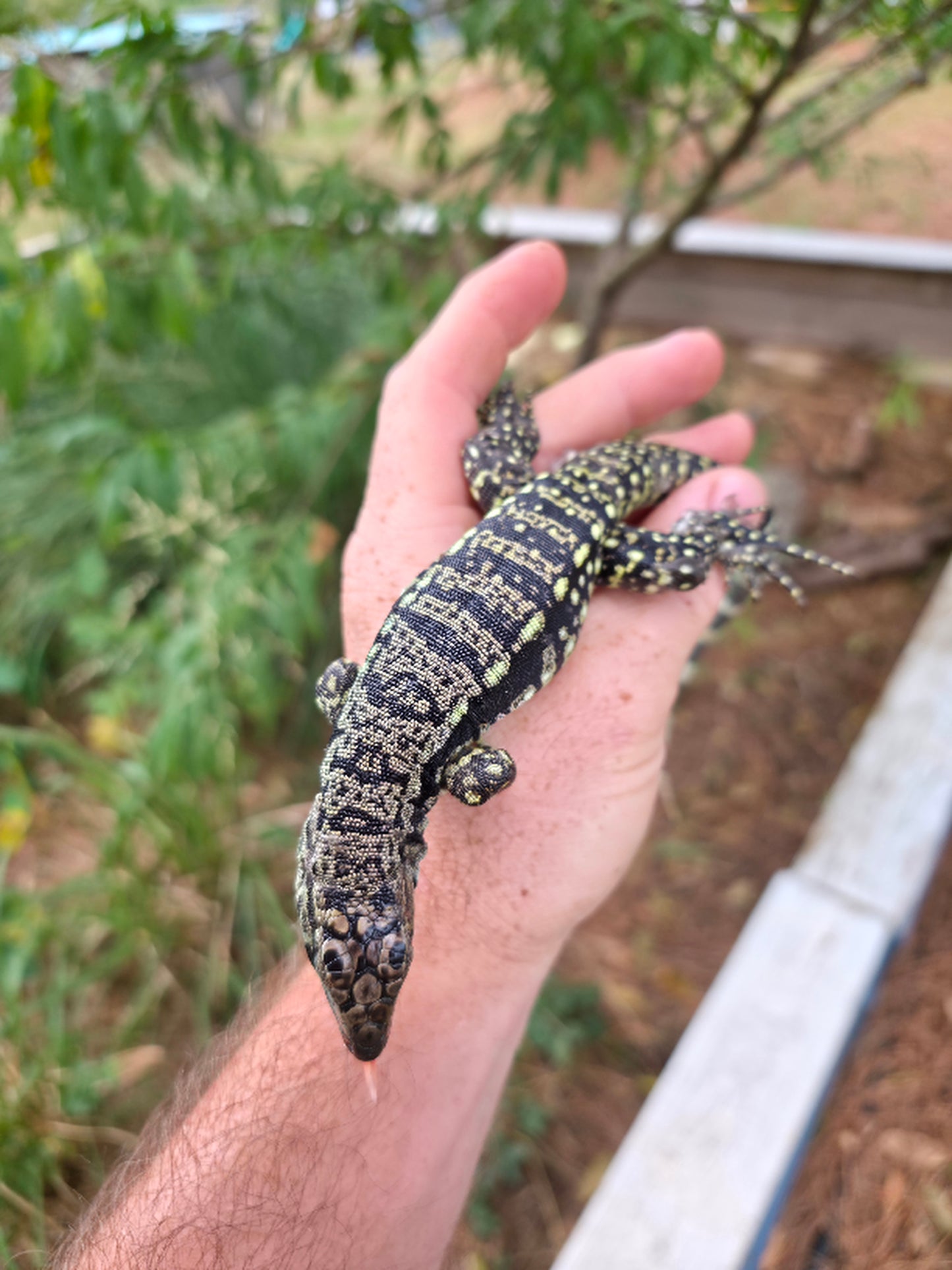 Female Blue Tegu- Legacy X Stormy