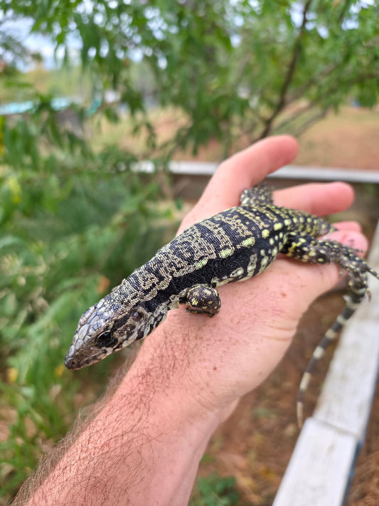 Female Blue Tegu- Legacy  X Stormy