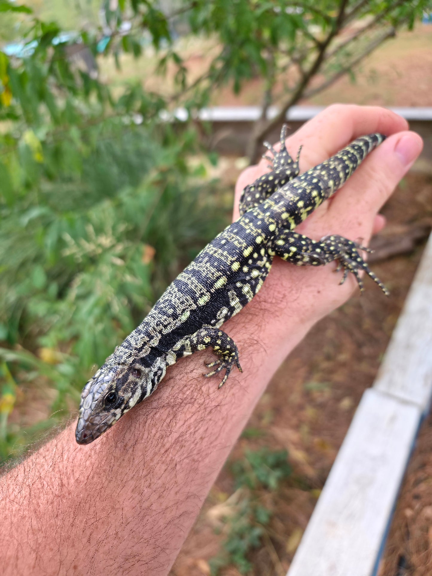 Female Blue Tegu- Legacy X Stormy