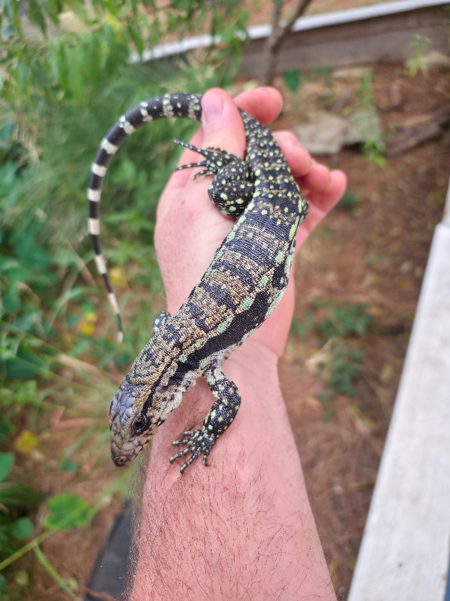 Male Blue Tegu 66% Het Albino- Azurite x Triana