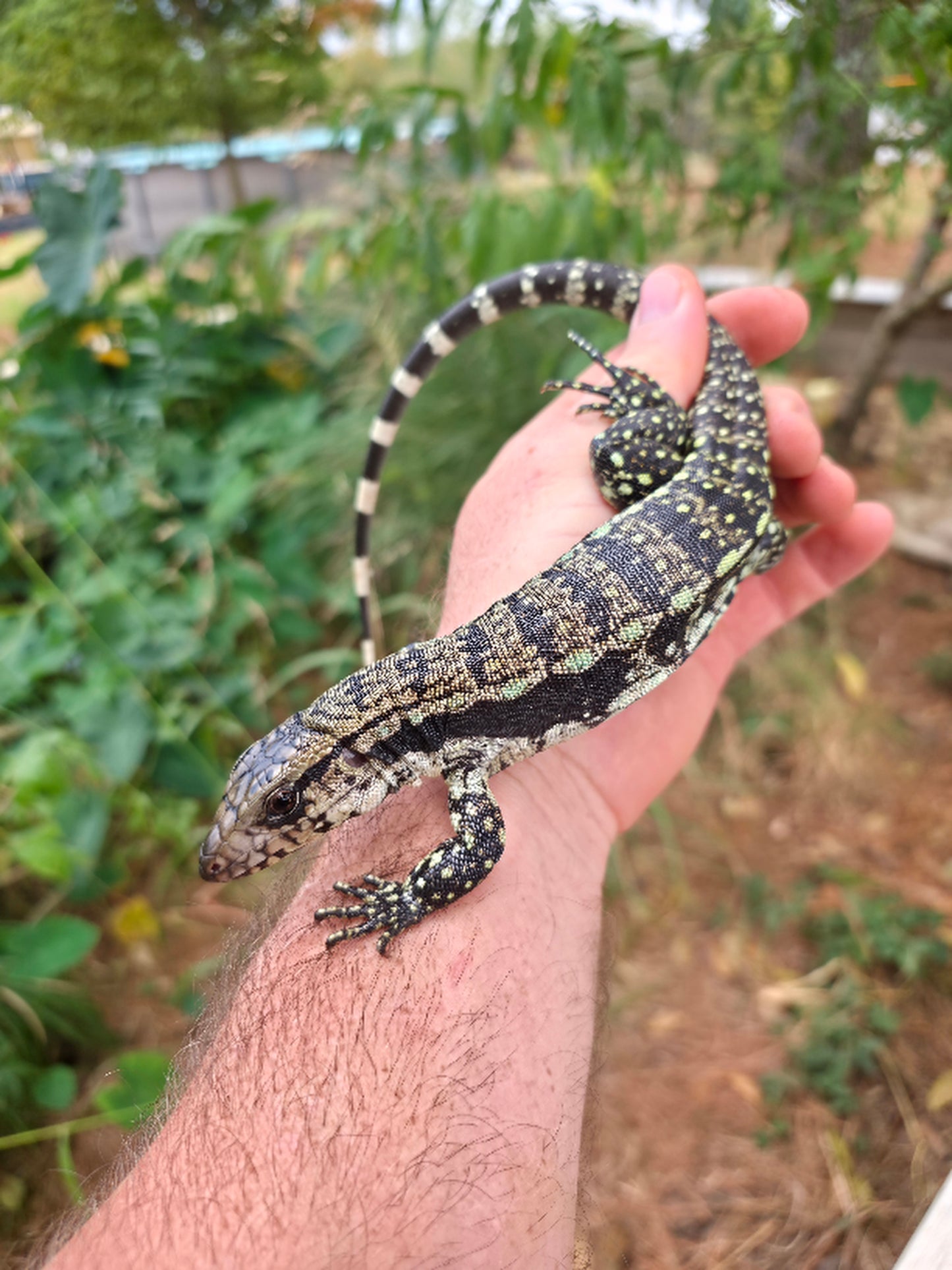 Male Blue Tegu 66% Het Albino- Azurite x Triana