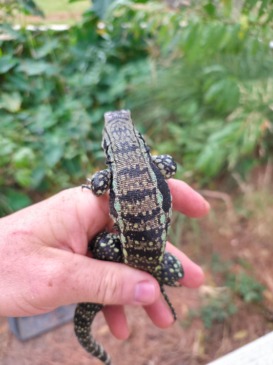 Male Blue Tegu 66% Het Albino- Azurite x Triana