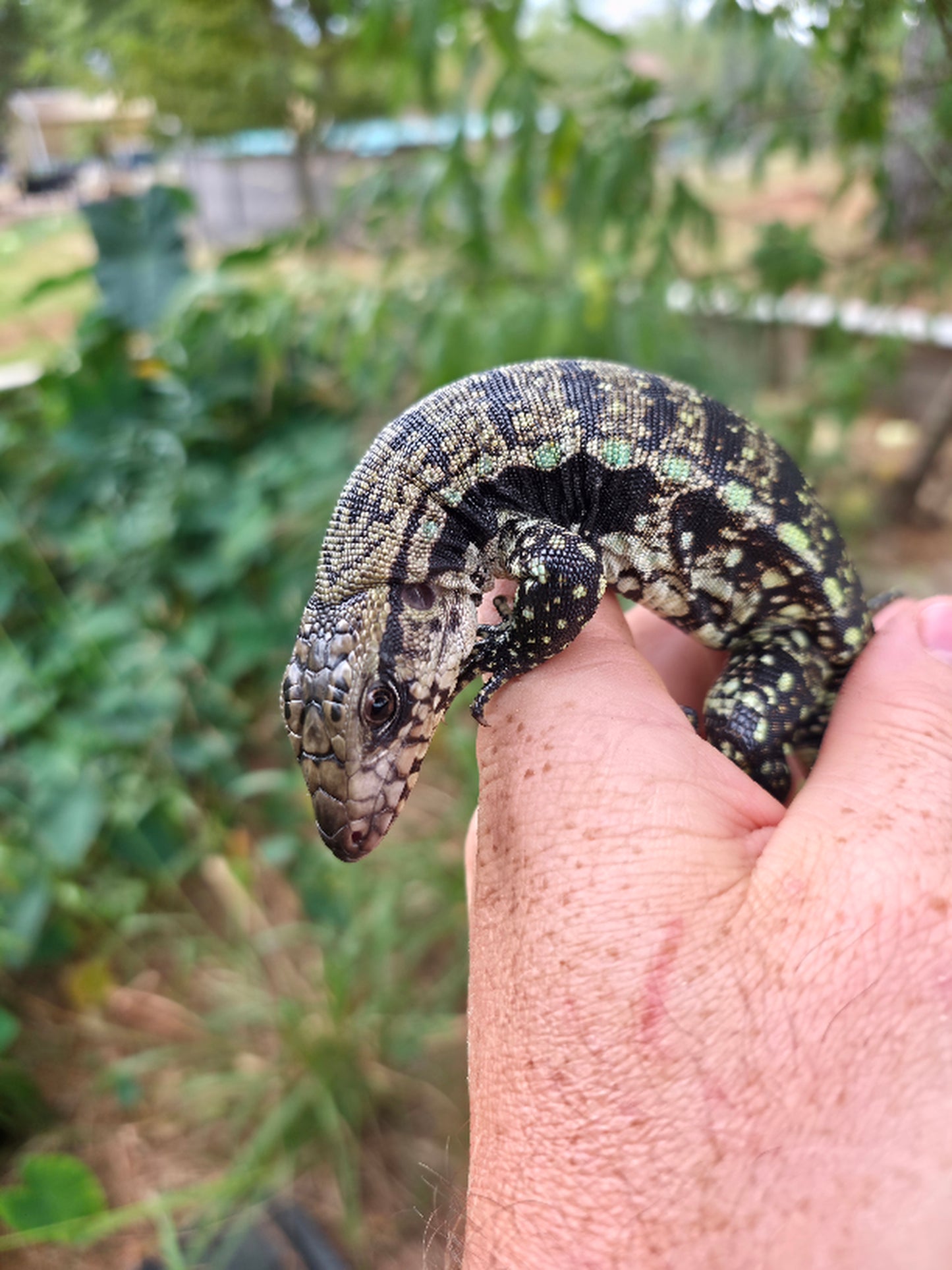 Male Blue Tegu 66% Het Albino- Azurite x Triana