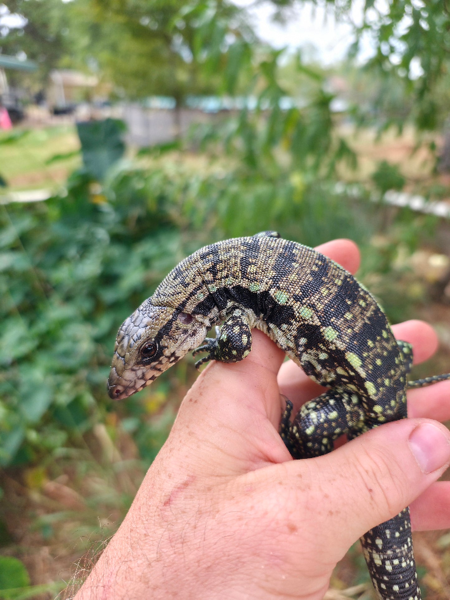 Male Blue Tegu 66% Het Albino- Azurite x Triana
