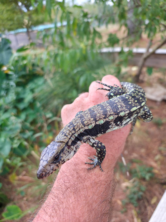 Male Blue Tegu 66% Het Albino- Azurite x Triana