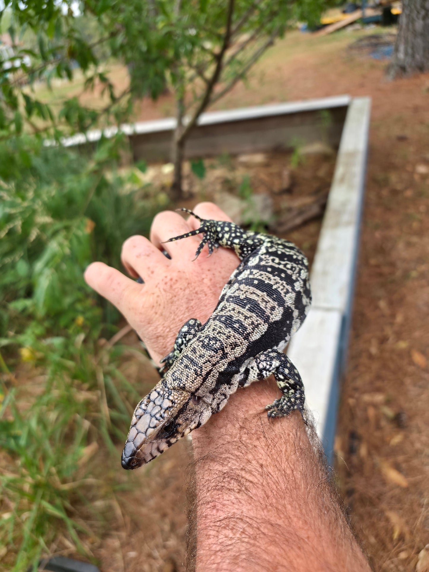 Male Blue Tegu 66% Het Albino- Azurite x Triana