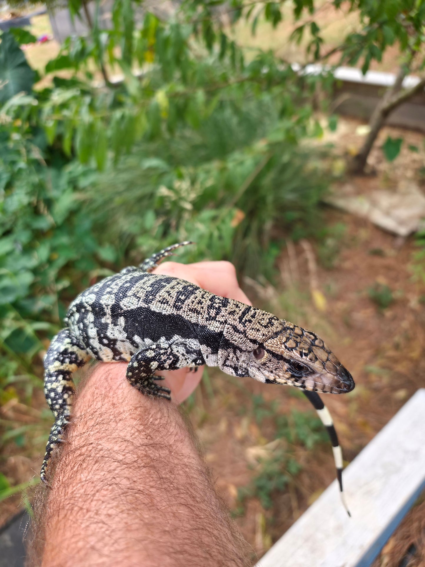 Male Blue Tegu 66% Het Albino- Azurite x Triana