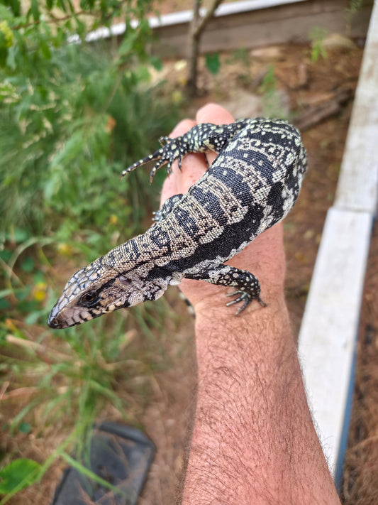 Male Blue Tegu 66% Het Albino- Azurite x Triana
