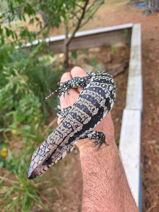 Male Blue Tegu 66% Het Albino- Azurite x Triana