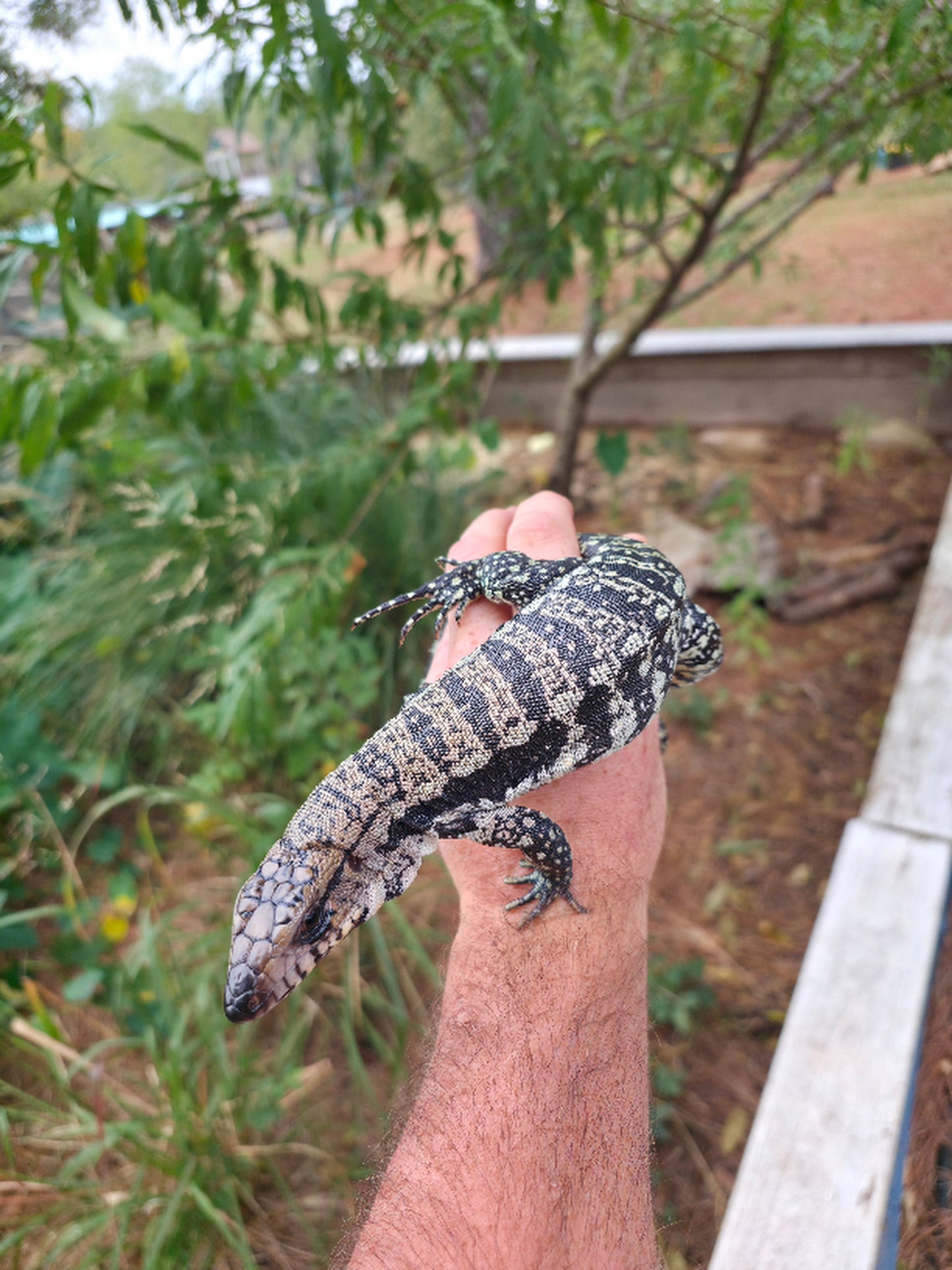 Male Blue Tegu 66% Het Albino- Azurite x Triana