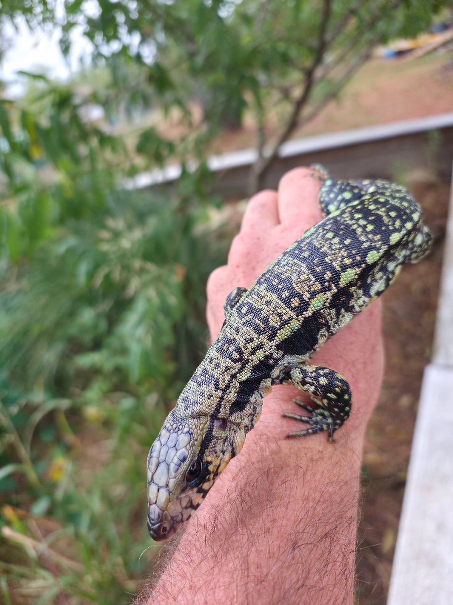 Male Blue Tegu 66% Het Albino- Azurite x Triana