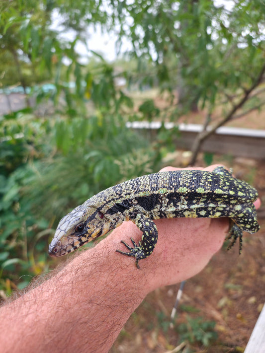 Male Blue Tegu 66% Het Albino- Azurite x Triana