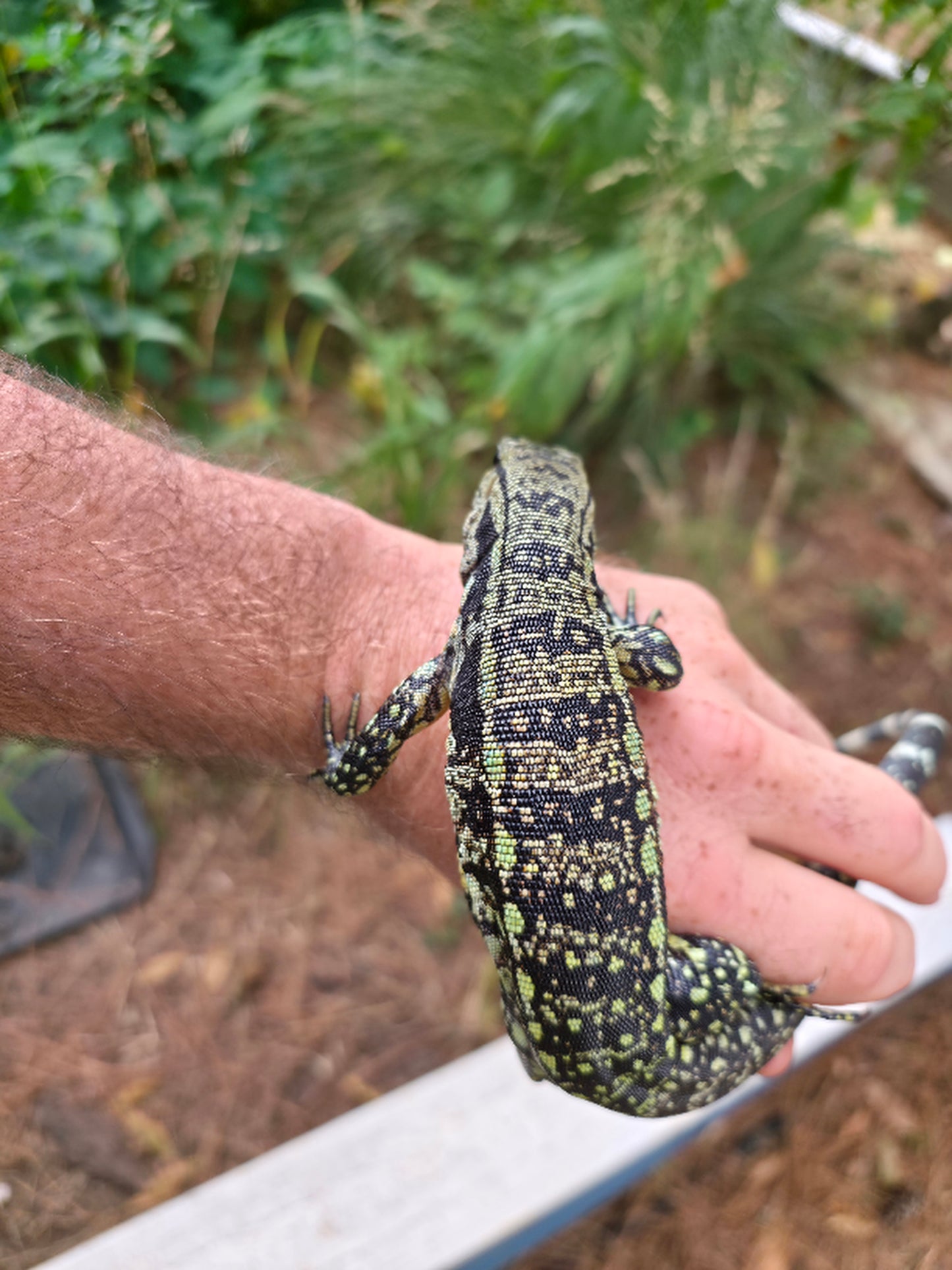 Male Blue Tegu 66% Het Albino- Azurite x Triana