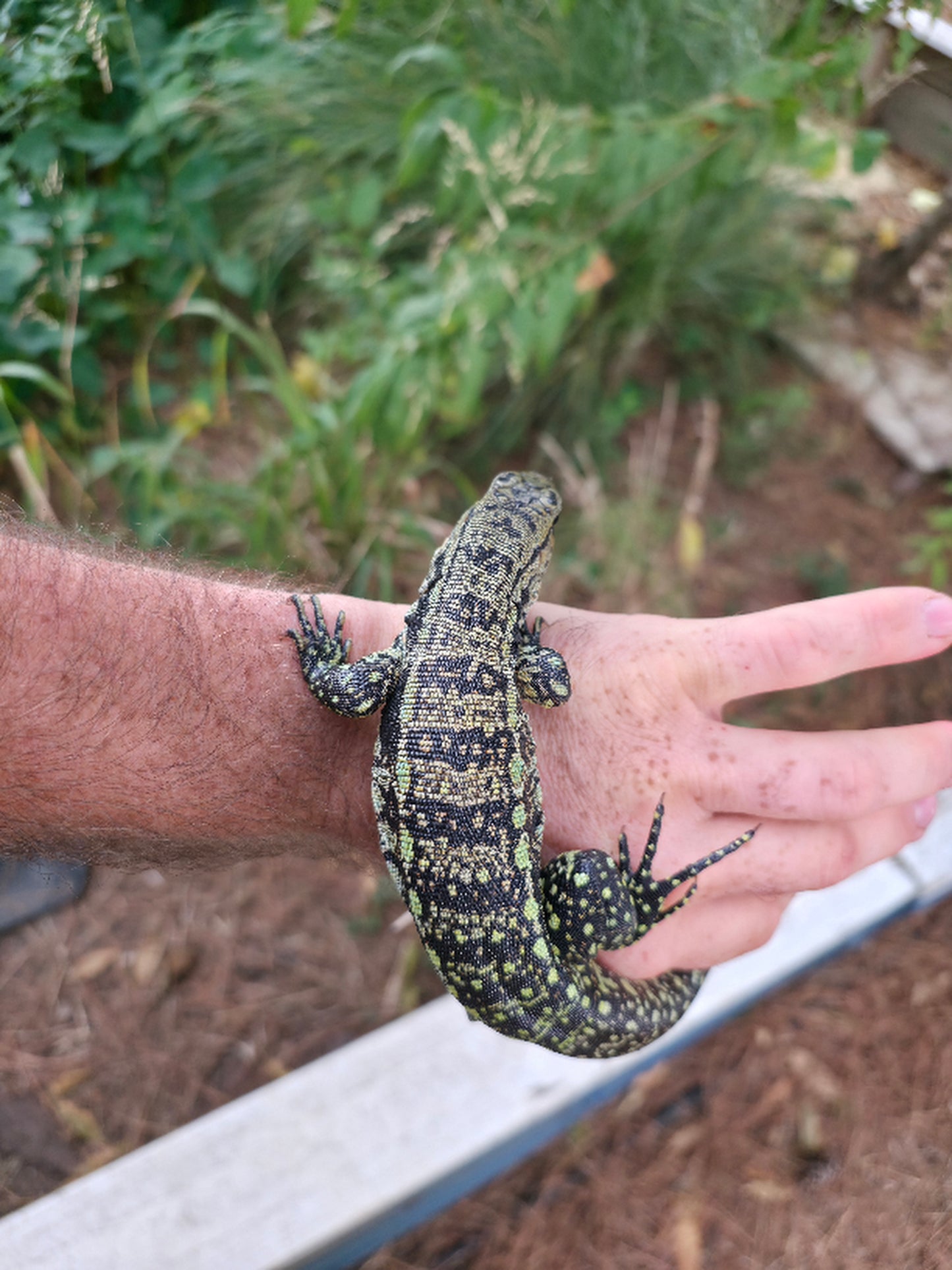 Male Blue Tegu 66% Het Albino- Azurite x Triana