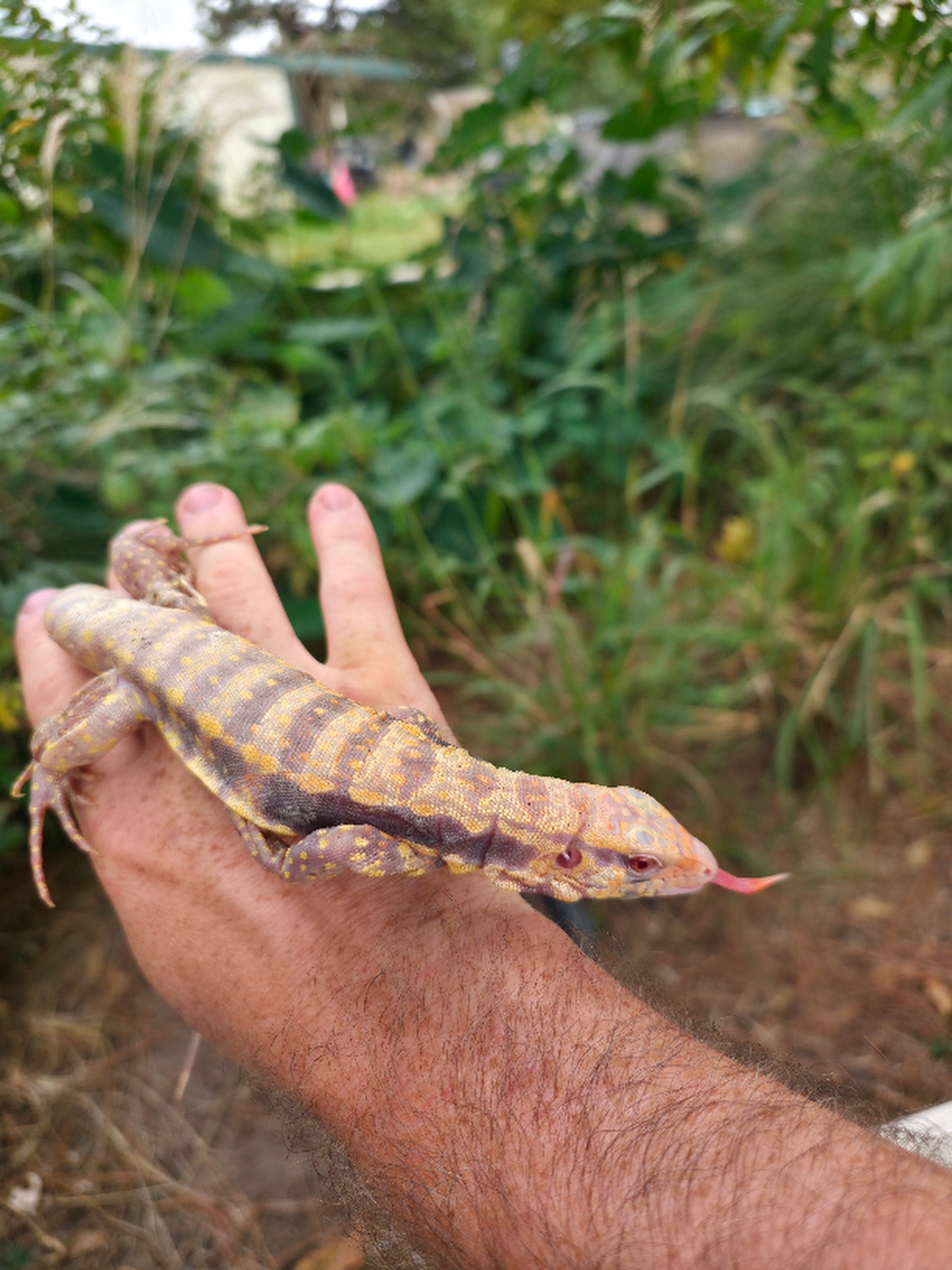 Male Blue Albino Tegu- Azurite x Triana