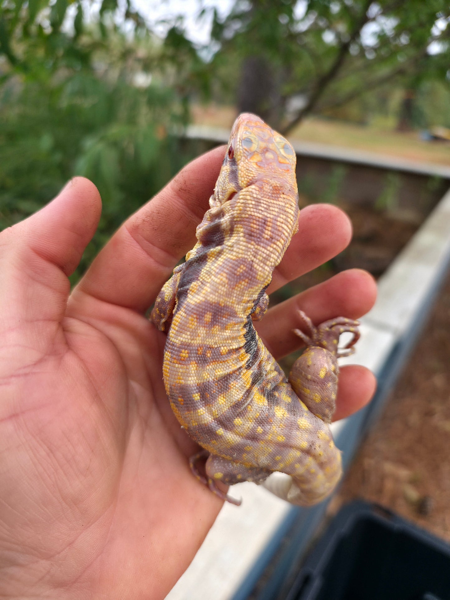 Male Blue Albino Tegu- Azurite x Triana