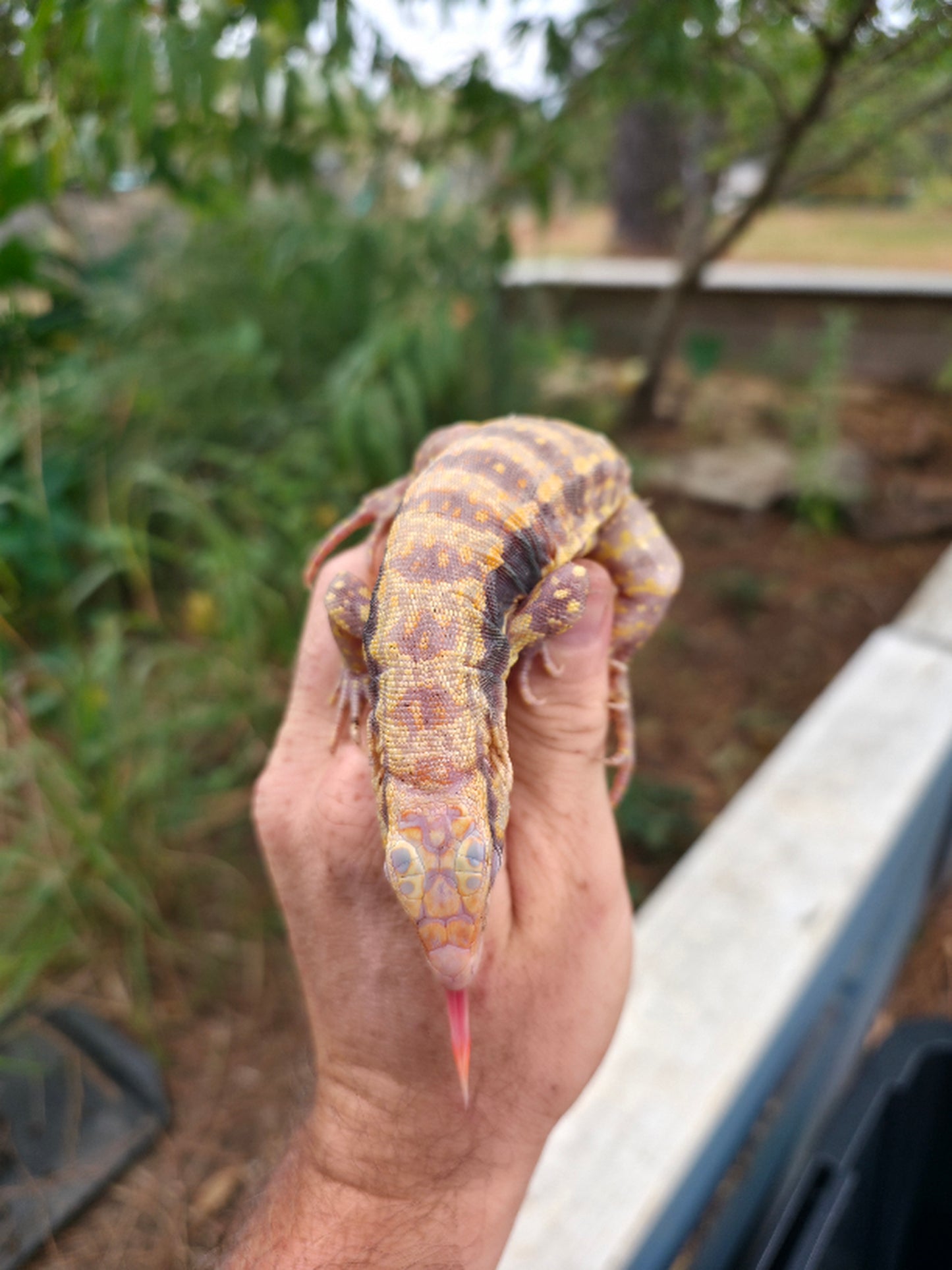 Male Blue Albino Tegu- Azurite x Triana
