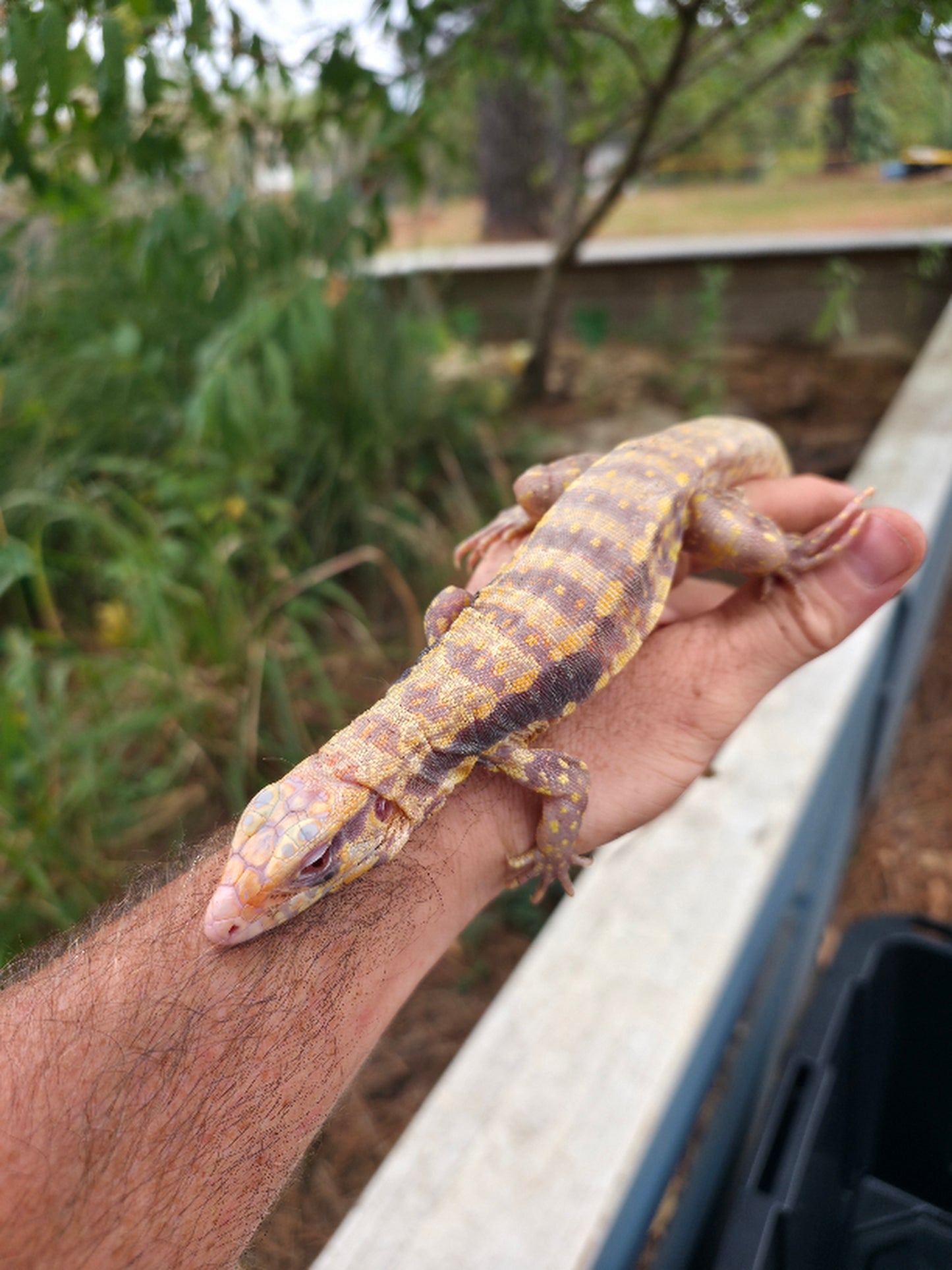 Male Blue Albino Tegu- Azurite x Triana