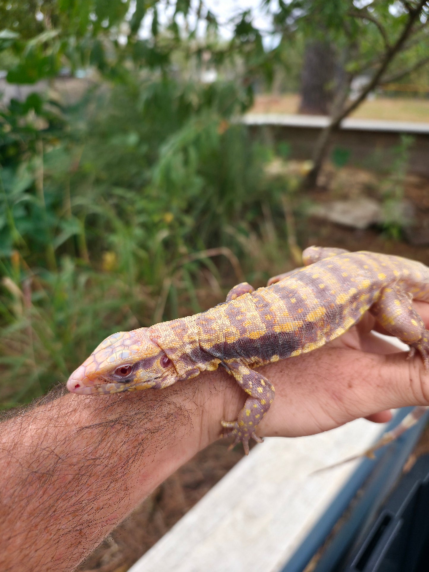 Male Blue Albino Tegu- Azurite x Triana