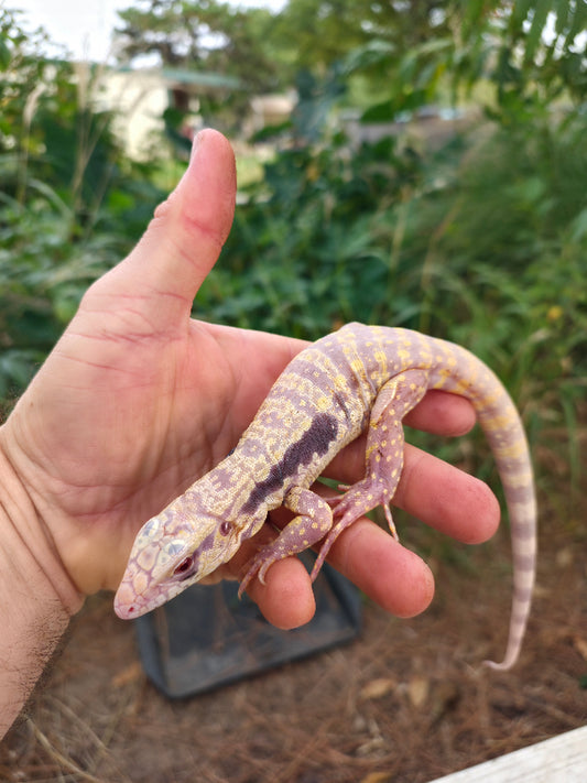 Female Blue Albino Tegu- Azurite x Triana