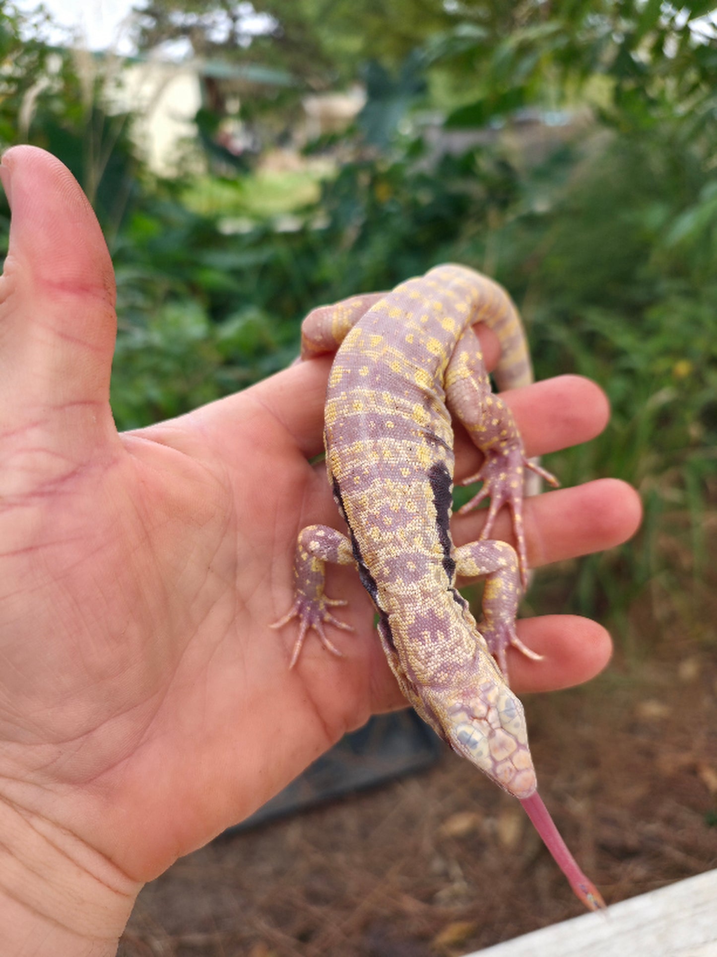 Female Blue Albino Tegu- Azurite x Triana