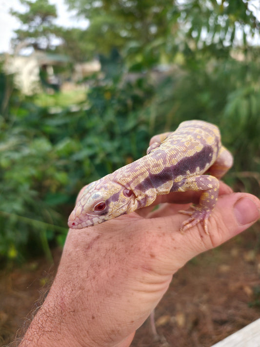 Female Blue Albino Tegu- Azurite x Triana