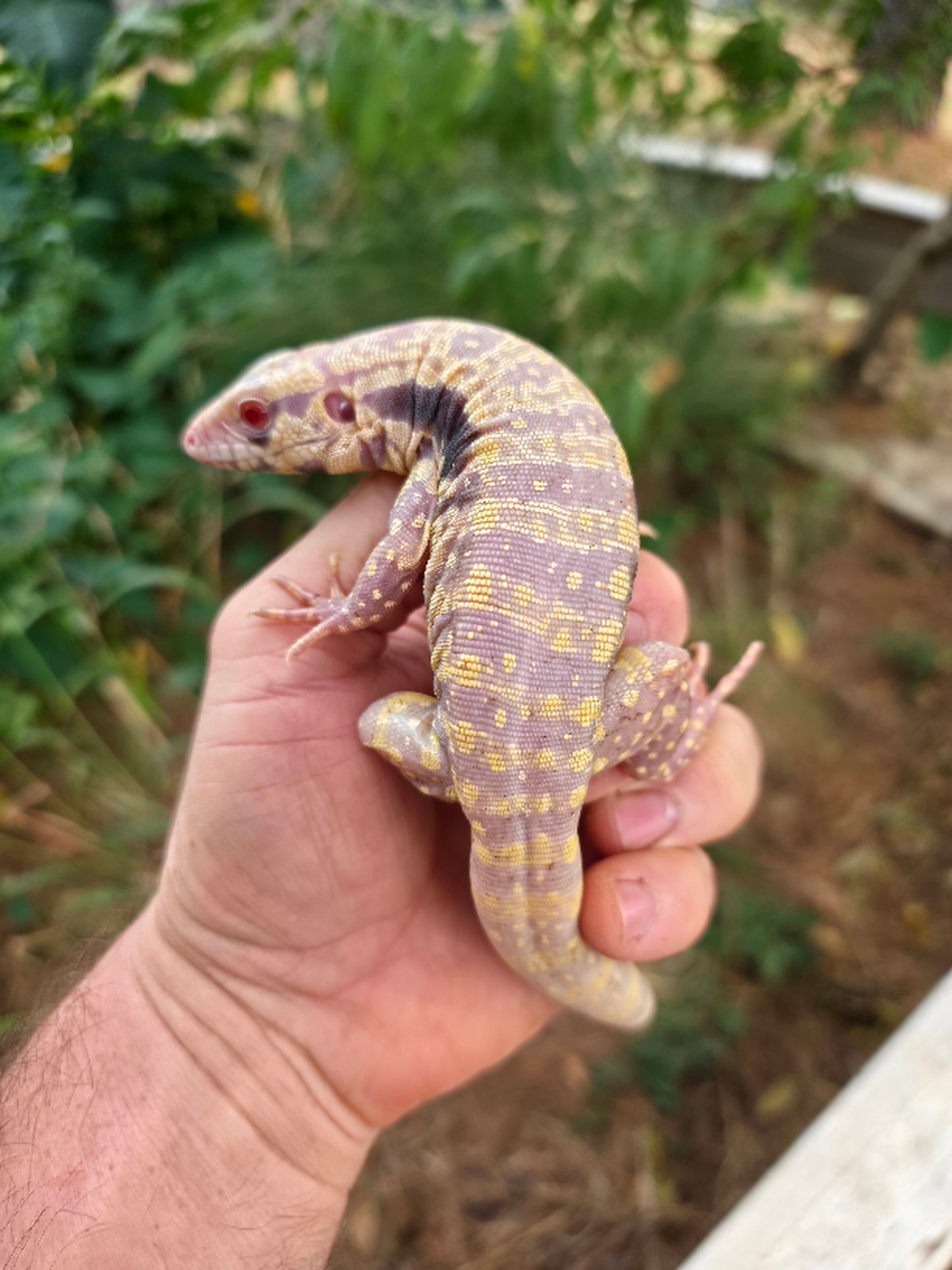 Female Blue Albino Tegu- Azurite x Triana