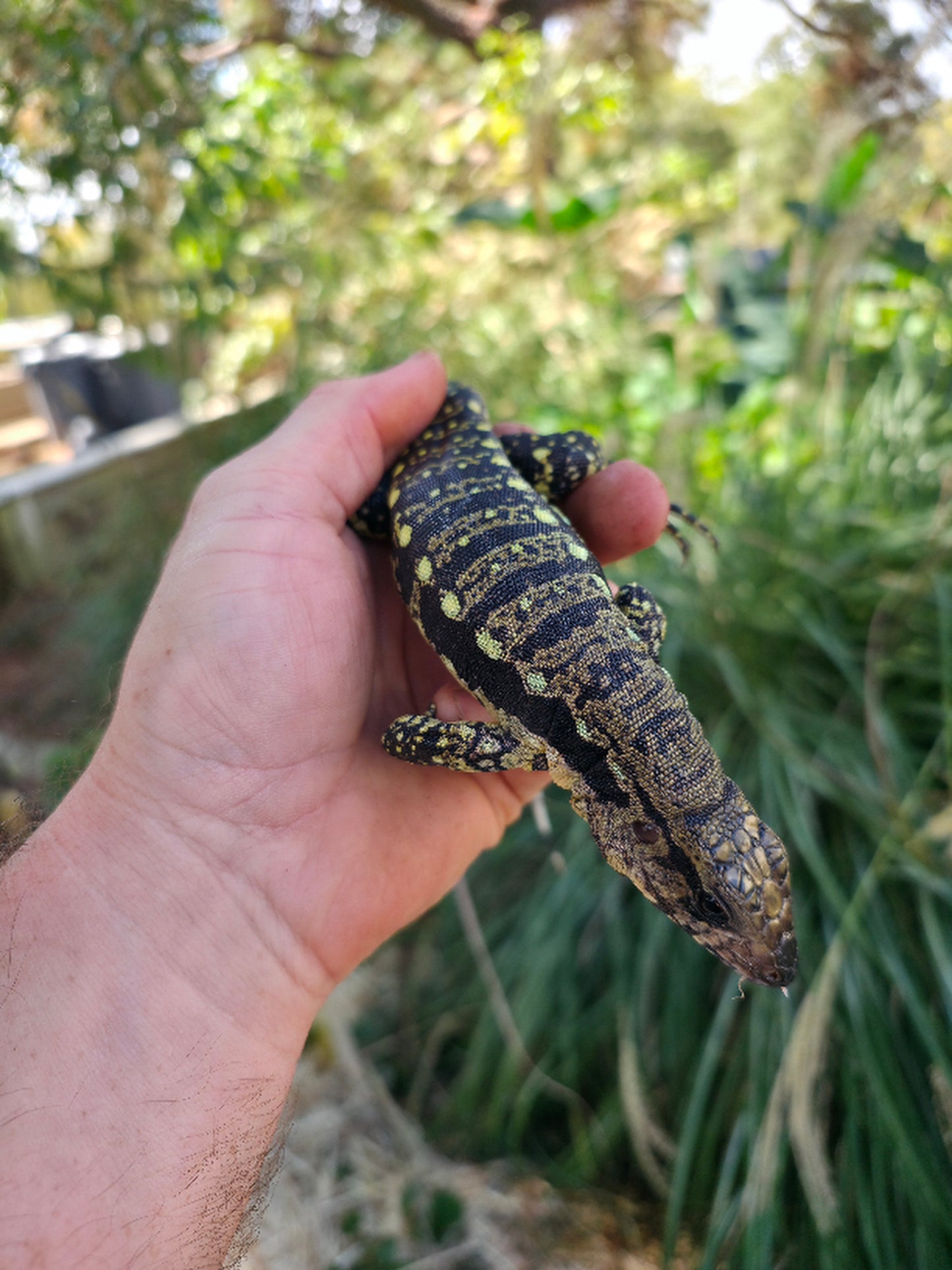 Female Blue Tegu 100% Het Albino- Tsunami x Luna