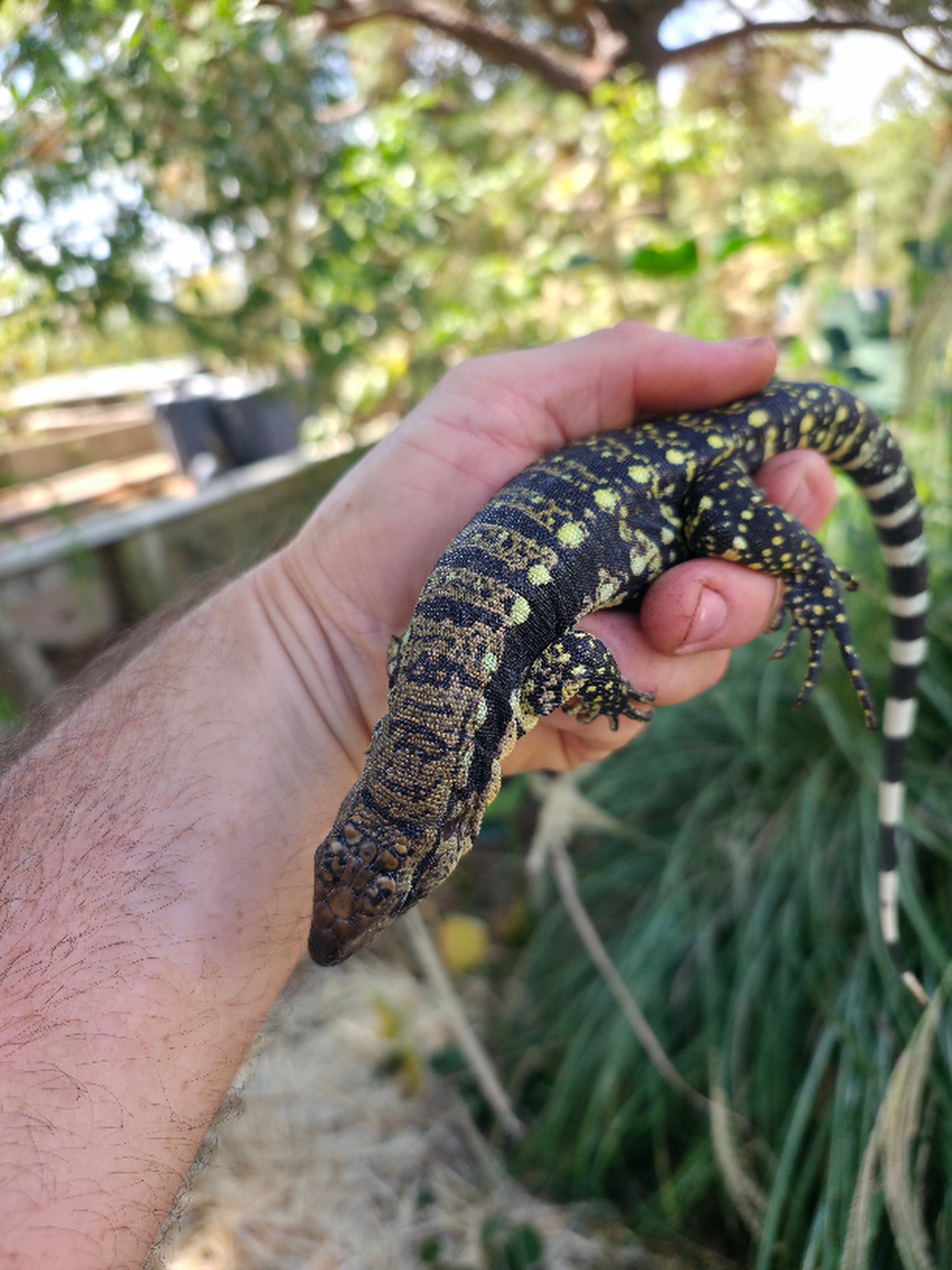 Female Blue Tegu 100% Het Albino- Tsunami x Luna