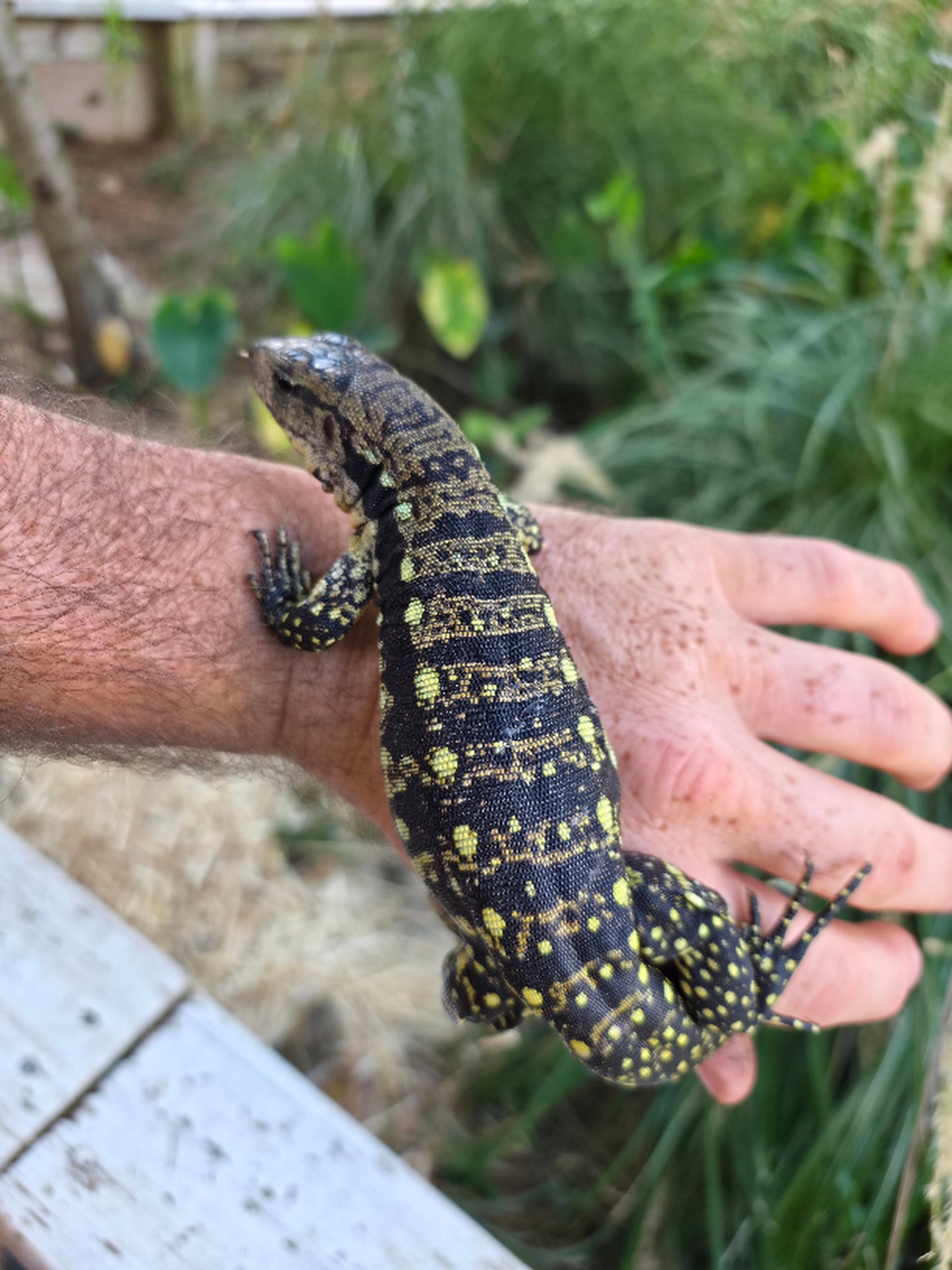 Female Blue Tegu 100% Het Albino- Tsunami x Luna