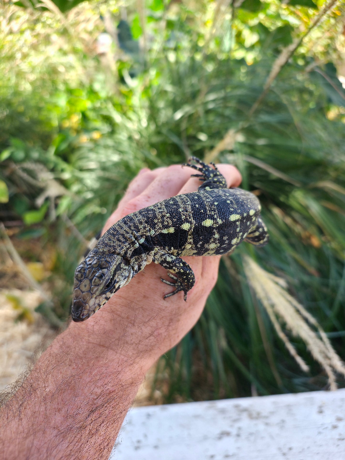 Male Blue Tegu 100% Het Albino- Tsunami x Luna