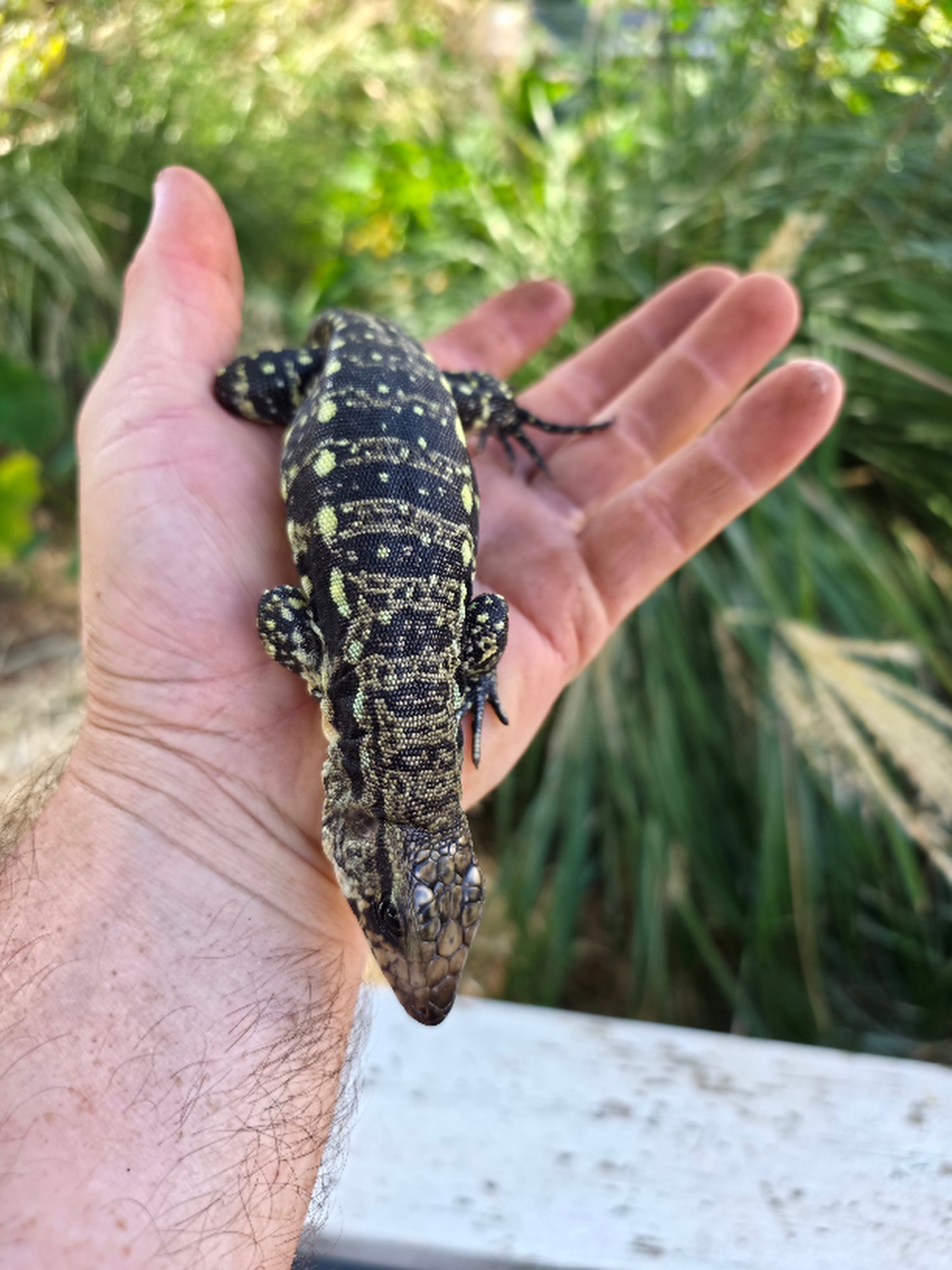 Male Blue Tegu 100% Het Albino- Tsunami x Luna