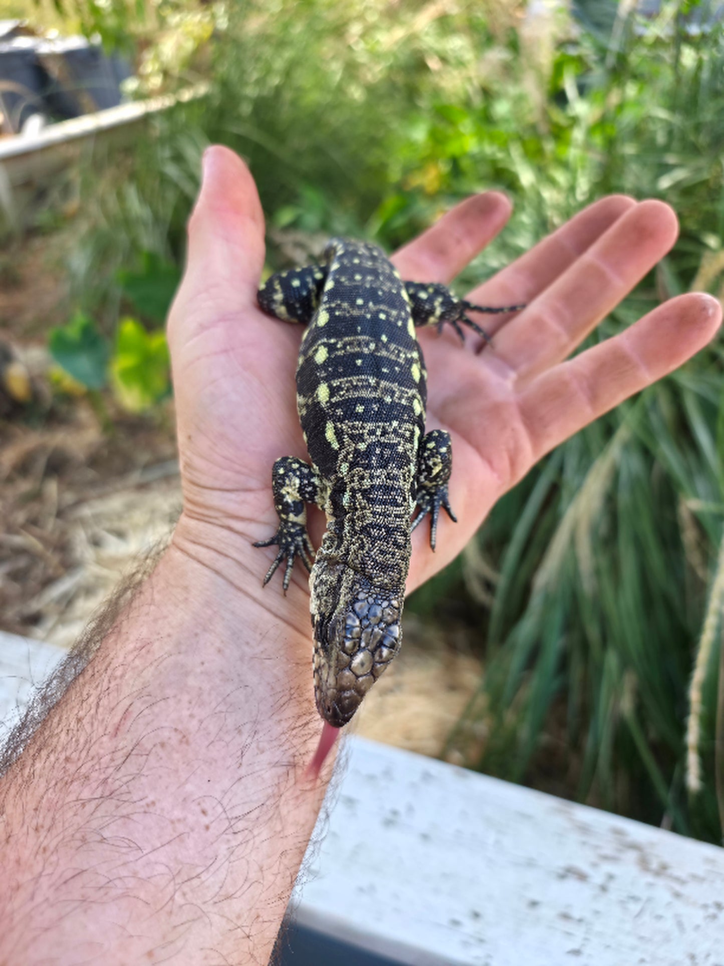 Male Blue Tegu 100% Het Albino- Tsunami x Luna
