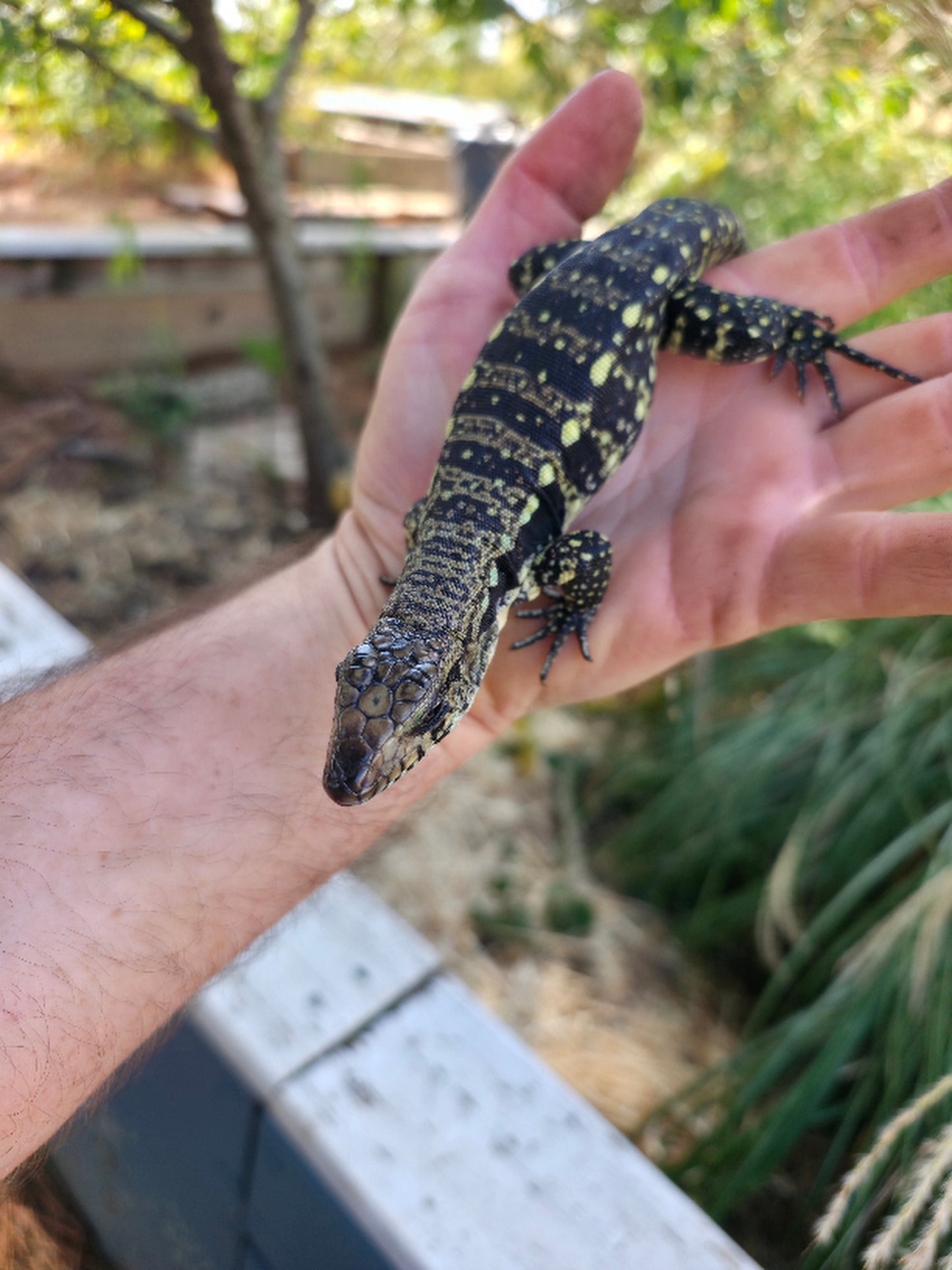 Male Blue Tegu 100% Het Albino- Tsunami x Luna