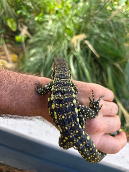 Male Blue Tegu 100% Het Albino- Tsunami x Luna