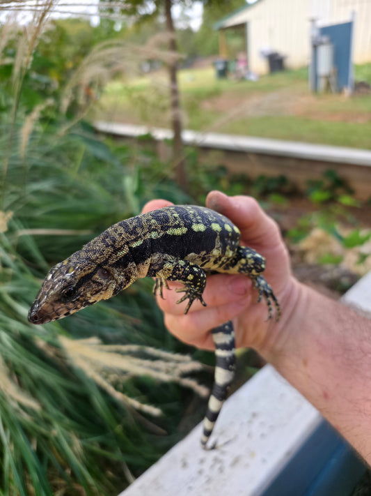 Male Blue Tegu 100% Het Albino- Tsunami x Luna