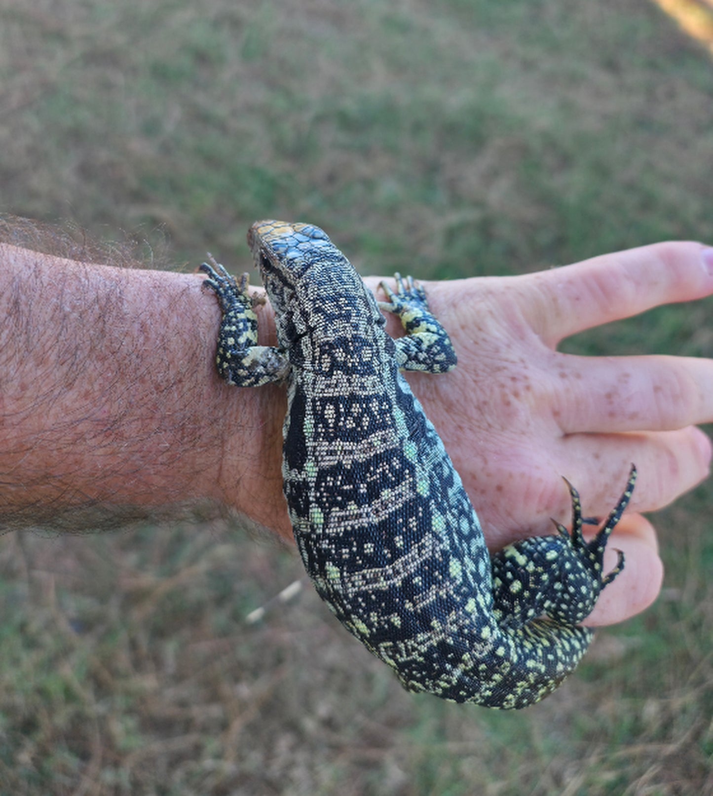 Male Blue Tegu - Journey x Sansa
