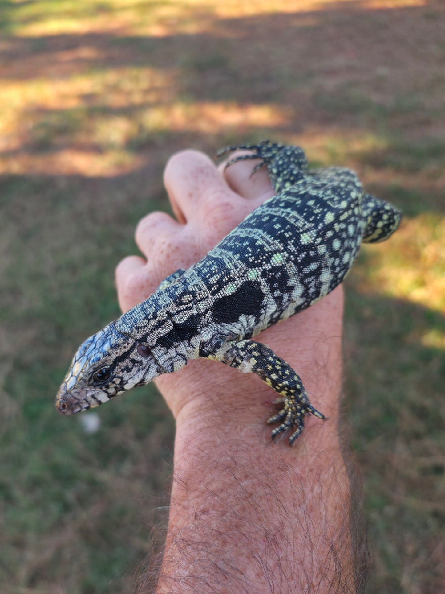 Male Blue Tegu - Journey x Sansa