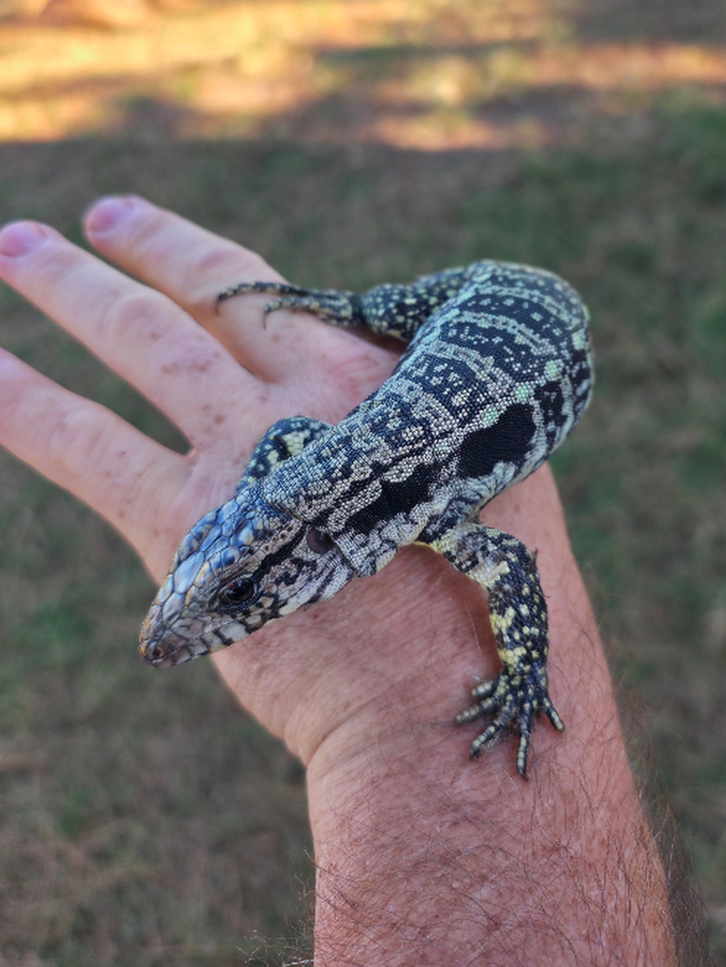 Male Blue Tegu - Journey x Sansa