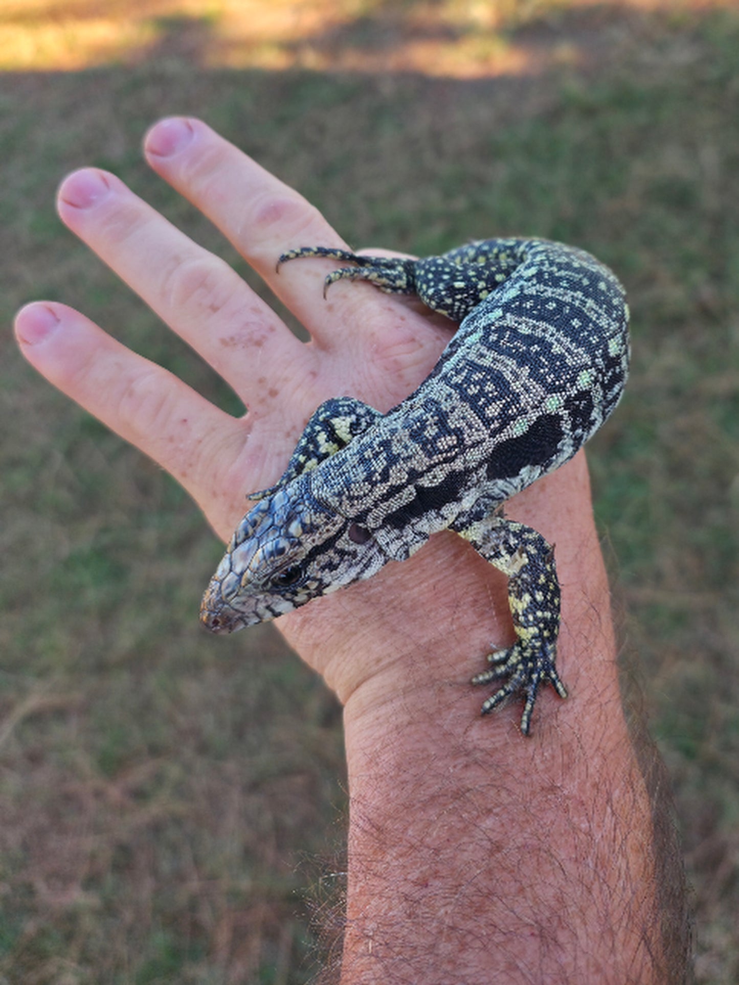 Male Blue Tegu - Journey x Sansa