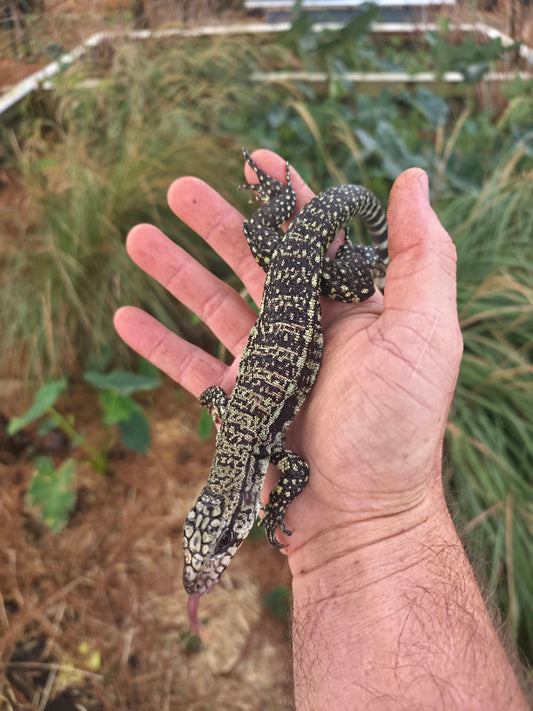 Male Blue Tegu - Journey x Sansa