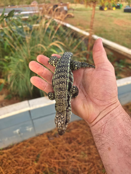 Male Blue Tegu- Aang x Tails
