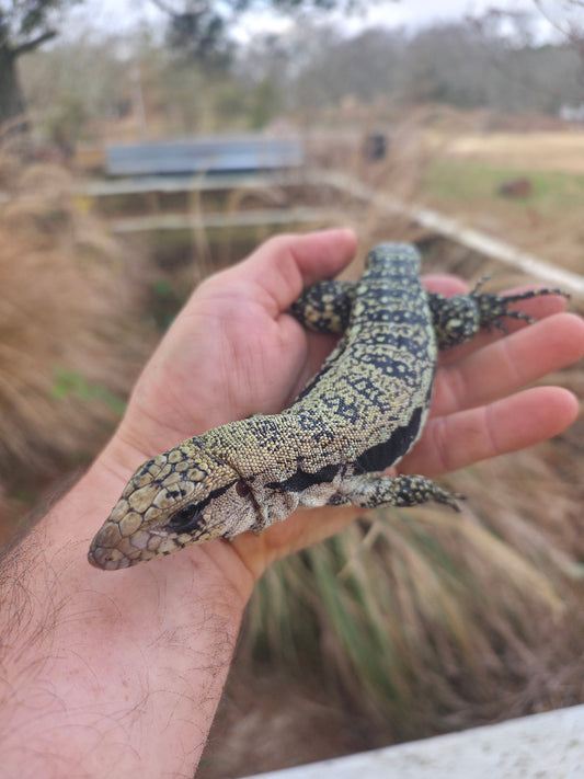 Female Blue Tegu- JJ x Tiffany