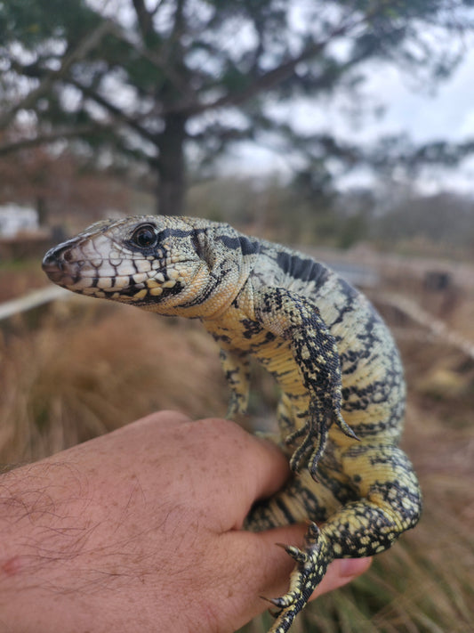 Male Blue Tegu- JJ x Tiffany