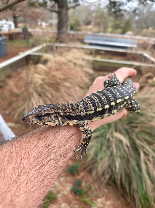 Male Blue Tegu 100% Het Albino- Tsunami x Luna