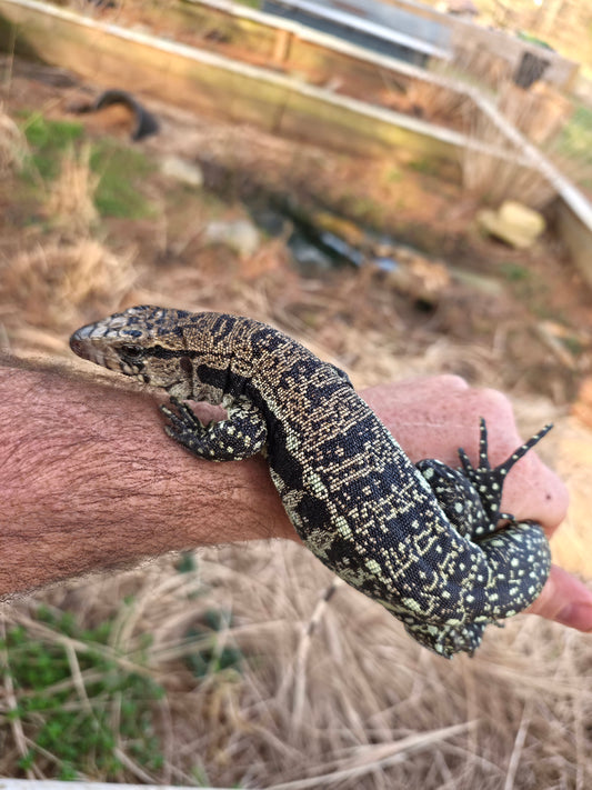 Male Blue Tegu- Legacy X Stormy
