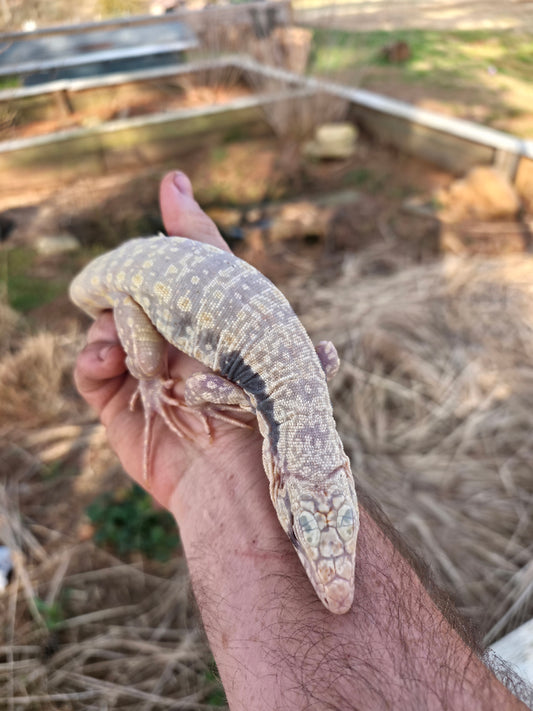 Female Blue Albino Tegu- Azurite x Triana